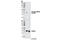 AKT1 Substrate 1 antibody, 5936S, Cell Signaling Technology, Western Blot image 