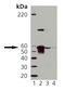 Calreticulin antibody, ADI-SPA-600-D, Enzo Life Sciences, Western Blot image 