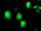 Eukaryotic Translation Initiation Factor 2B Subunit Gamma antibody, LS-C786429, Lifespan Biosciences, Immunofluorescence image 