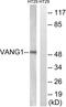 VANGL Planar Cell Polarity Protein 1 antibody, LS-C120463, Lifespan Biosciences, Western Blot image 