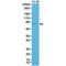 Spastin antibody, M00521, Boster Biological Technology, Western Blot image 