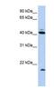 Ubiquitin D antibody, NBP1-58337, Novus Biologicals, Western Blot image 