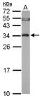 Eukaryotic Translation Elongation Factor 1 Beta 2 antibody, NBP1-31611, Novus Biologicals, Western Blot image 