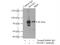 Hook Microtubule Tethering Protein 3 antibody, 15457-1-AP, Proteintech Group, Immunoprecipitation image 