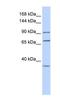 Eukaryotic Translation Elongation Factor 2 antibody, NBP1-54383, Novus Biologicals, Western Blot image 