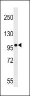 ArfGAP With GTPase Domain, Ankyrin Repeat And PH Domain 3 antibody, LS-C161017, Lifespan Biosciences, Western Blot image 