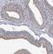 MLK2 antibody, FNab05214, FineTest, Immunohistochemistry frozen image 