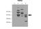 p53 antibody, 28-625, ProSci, Western Blot image 