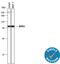 Receptor Interacting Serine/Threonine Kinase 1 antibody, MAB3585, R&D Systems, Western Blot image 