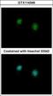 C-Terminal Binding Protein 2 antibody, GTX114346, GeneTex, Immunofluorescence image 