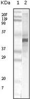 Apolipoprotein A5 antibody, 32-109, ProSci, Western Blot image 