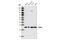 RAB5A, Member RAS Oncogene Family antibody, 3547P, Cell Signaling Technology, Western Blot image 