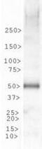 G Protein-Coupled Receptor 39 antibody, NLS139, Novus Biologicals, Western Blot image 