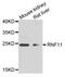 Ring Finger Protein 11 antibody, MBS9128666, MyBioSource, Western Blot image 