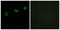 Olfactory Receptor Family 1 Subfamily N Member 1 antibody, LS-B5231, Lifespan Biosciences, Immunofluorescence image 