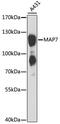 Microtubule Associated Protein 7 antibody, MBS129115, MyBioSource, Western Blot image 