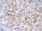 lim-1 antibody, GTX77778, GeneTex, Immunohistochemistry paraffin image 