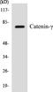 Junction Plakoglobin antibody, EKC1092, Boster Biological Technology, Western Blot image 