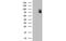 IlvB Acetolactate Synthase Like antibody, MBS834021, MyBioSource, Western Blot image 