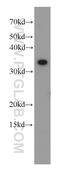Thioredoxin Like 1 antibody, 15289-1-AP, Proteintech Group, Western Blot image 