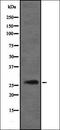 DIRAS Family GTPase 3 antibody, orb335035, Biorbyt, Western Blot image 