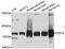 Propionyl-CoA Carboxylase Subunit Alpha antibody, PA5-76498, Invitrogen Antibodies, Western Blot image 