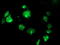 Translocon-associated protein subunit alpha antibody, LS-C173095, Lifespan Biosciences, Immunofluorescence image 