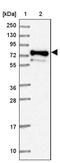 Proline Rich Transmembrane Protein 4 antibody, PA5-61229, Invitrogen Antibodies, Western Blot image 