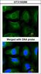 Golgin A3 antibody, LS-C185358, Lifespan Biosciences, Immunocytochemistry image 