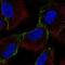 HAS1 antibody, PA5-64330, Invitrogen Antibodies, Immunofluorescence image 