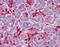 Homeobox B7 antibody, 51-471, ProSci, Immunohistochemistry frozen image 