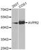Arginine Vasopressin Receptor 2 antibody, A7879, ABclonal Technology, Western Blot image 
