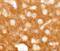 Transmembrane Protein 88 antibody, A12951, Boster Biological Technology, Immunohistochemistry frozen image 