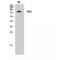 T-Box 3 antibody, LS-C386340, Lifespan Biosciences, Western Blot image 