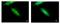 Drebrin Like antibody, GTX106288, GeneTex, Immunofluorescence image 