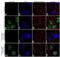 Tripartite Motif Containing 28 antibody, 702084, Invitrogen Antibodies, Immunofluorescence image 