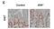 KI-67 antibody, NB110-89717, Novus Biologicals, Immunohistochemistry frozen image 