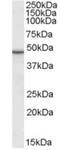 PP17 antibody, AP22588PU-N, Origene, Western Blot image 