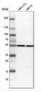 Histidyl-TRNA Synthetase antibody, NBP1-89490, Novus Biologicals, Western Blot image 
