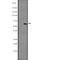 Dual Specificity Tyrosine Phosphorylation Regulated Kinase 4 antibody, abx147533, Abbexa, Western Blot image 