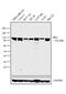 Hexokinase 2 antibody, MA5-14849, Invitrogen Antibodies, Western Blot image 