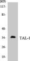 TAL BHLH Transcription Factor 1, Erythroid Differentiation Factor antibody, LS-B14706, Lifespan Biosciences, Western Blot image 