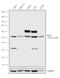 IKAROS Family Zinc Finger 3 antibody, 720418, Invitrogen Antibodies, Western Blot image 
