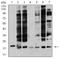 Anaphase Promoting Complex Subunit 10 antibody, NBP2-61888, Novus Biologicals, Western Blot image 