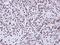 Apoptosis Enhancing Nuclease antibody, LS-C186244, Lifespan Biosciences, Immunohistochemistry frozen image 