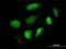 Glial Cells Missing Transcription Factor 1 antibody, H00008521-M04, Novus Biologicals, Immunofluorescence image 