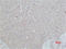Heat Shock Protein Family A (Hsp70) Member 8 antibody, STJ97376, St John