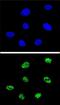 Tumor Protein P73 antibody, A00688-1, Boster Biological Technology, Immunofluorescence image 