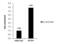 Minichromosome Maintenance Complex Component 3 antibody, PA5-29106, Invitrogen Antibodies, Chromatin Immunoprecipitation image 