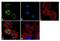 Syntrophin Beta 2 antibody, GTX11425, GeneTex, Immunofluorescence image 